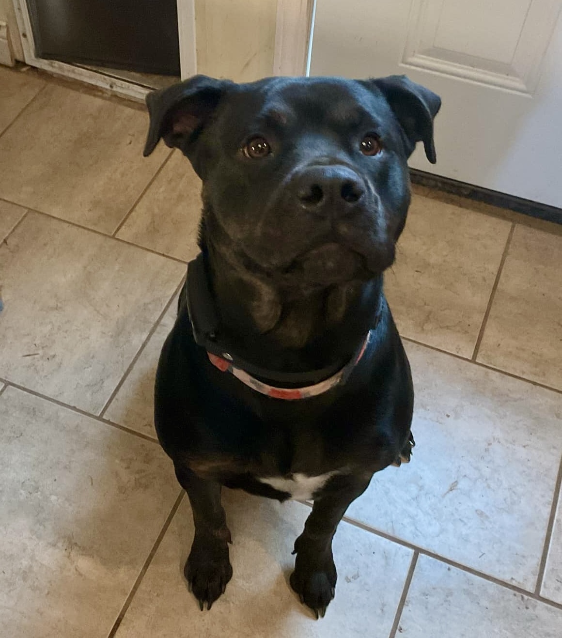 Stella Rose, an adoptable Rottweiler in Lincoln, NE, 68506 | Photo Image 2