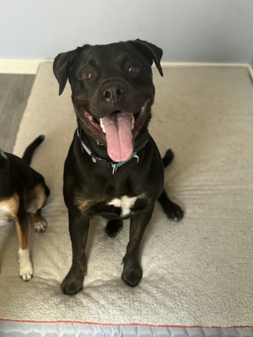 Stella Rose, an adoptable Rottweiler in Lincoln, NE, 68506 | Photo Image 2