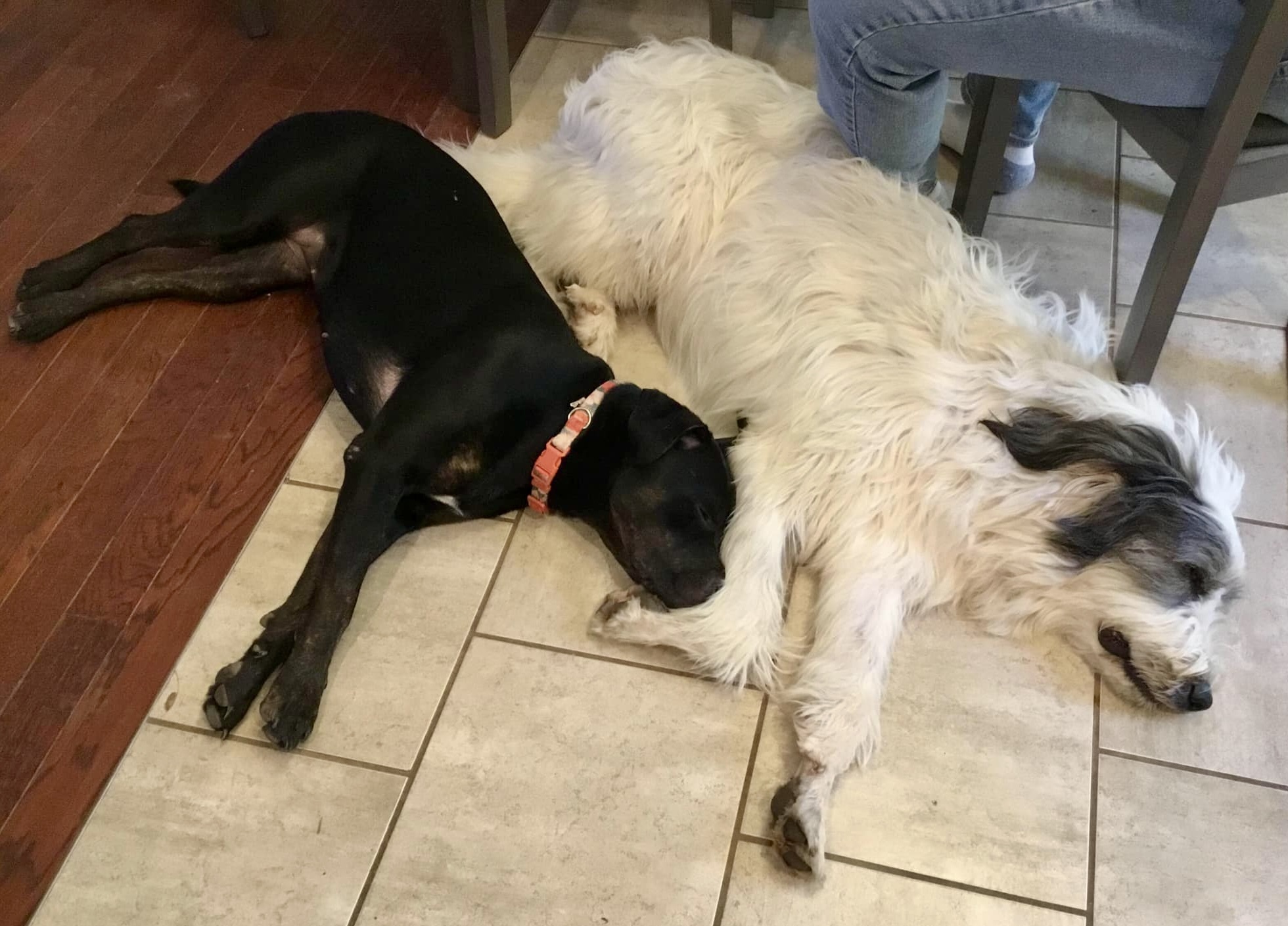 Stella Rose, an adoptable Rottweiler in Lincoln, NE, 68506 | Photo Image 3