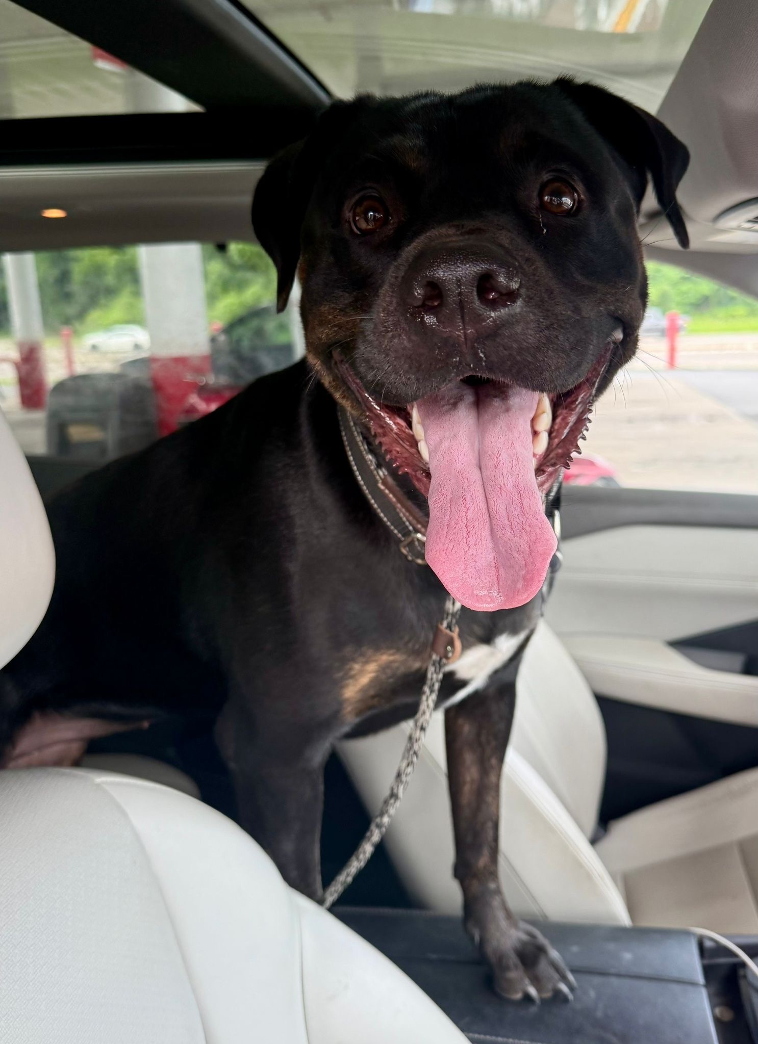 Stella Rose, an adoptable Rottweiler in Lincoln, NE, 68506 | Photo Image 5