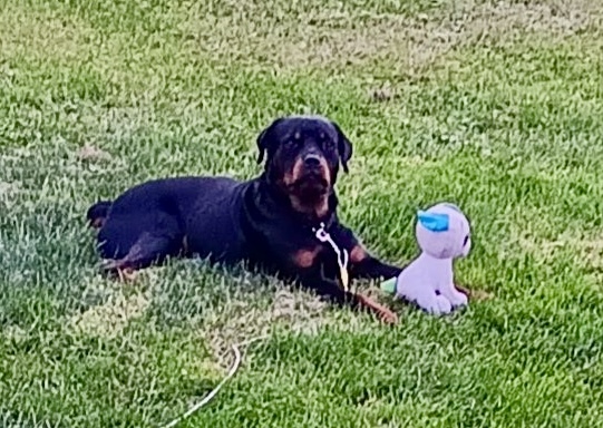 Rocky, formerly Billy Boy, an adoptable Rottweiler in Lincoln, NE, 68506 | Photo Image 1