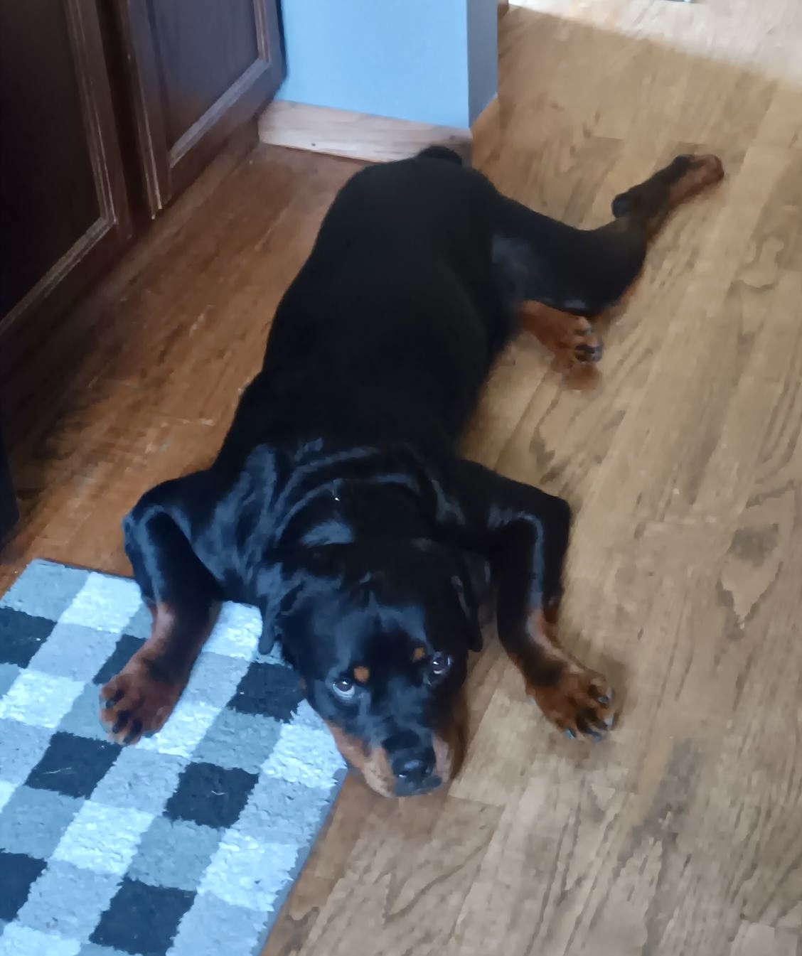 Rocky, formerly Billy Boy, an adoptable Rottweiler in Lincoln, NE, 68506 | Photo Image 2