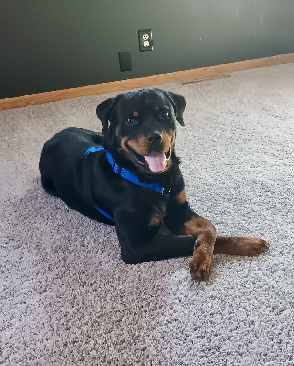 Rocky, formerly Billy Boy, an adoptable Rottweiler in Lincoln, NE, 68506 | Photo Image 3