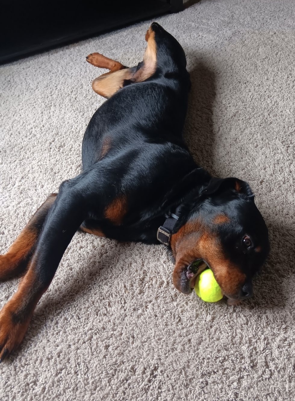 Rocky, formerly Billy Boy, an adoptable Rottweiler in Lincoln, NE, 68506 | Photo Image 4