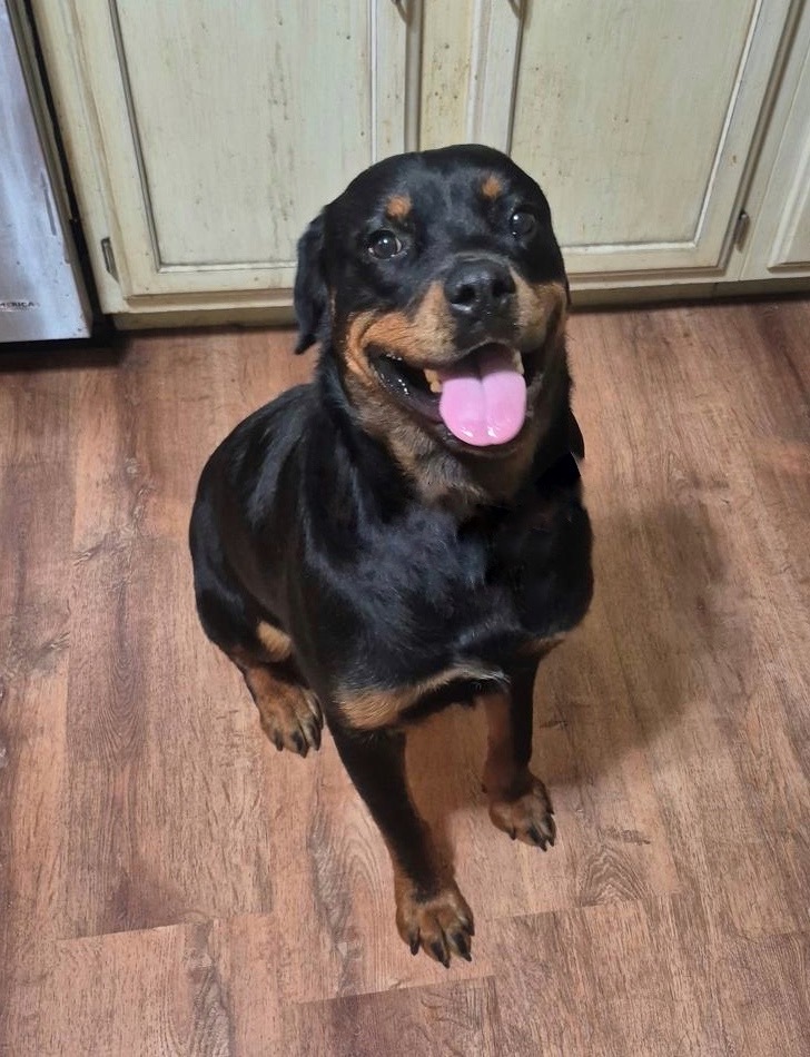 Rocky, formerly Billy Boy, an adoptable Rottweiler in Lincoln, NE, 68506 | Photo Image 5