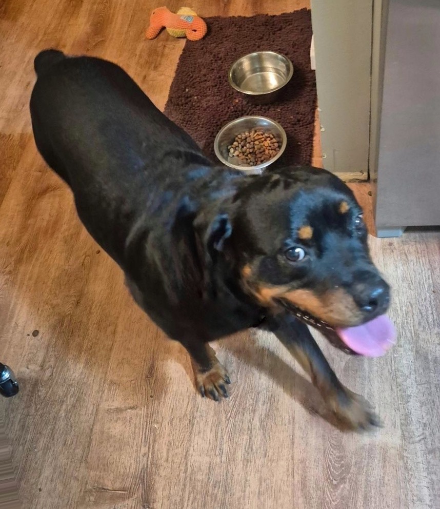 Rocky, formerly Billy Boy, an adoptable Rottweiler in Lincoln, NE, 68506 | Photo Image 6