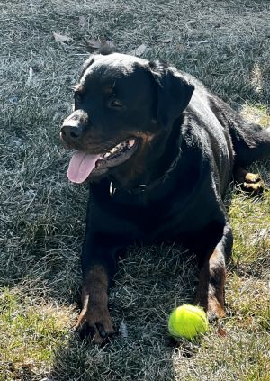 Chapo, Adult Male Rottweiler