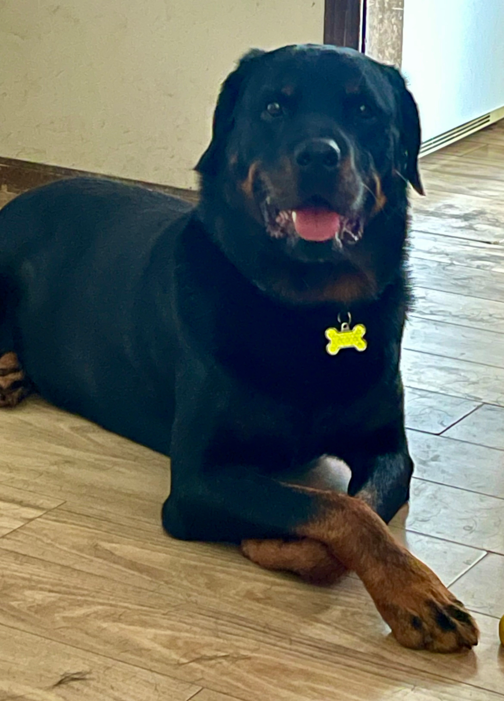 Chapo, an adoptable Rottweiler in Lincoln, NE, 68506 | Photo Image 2