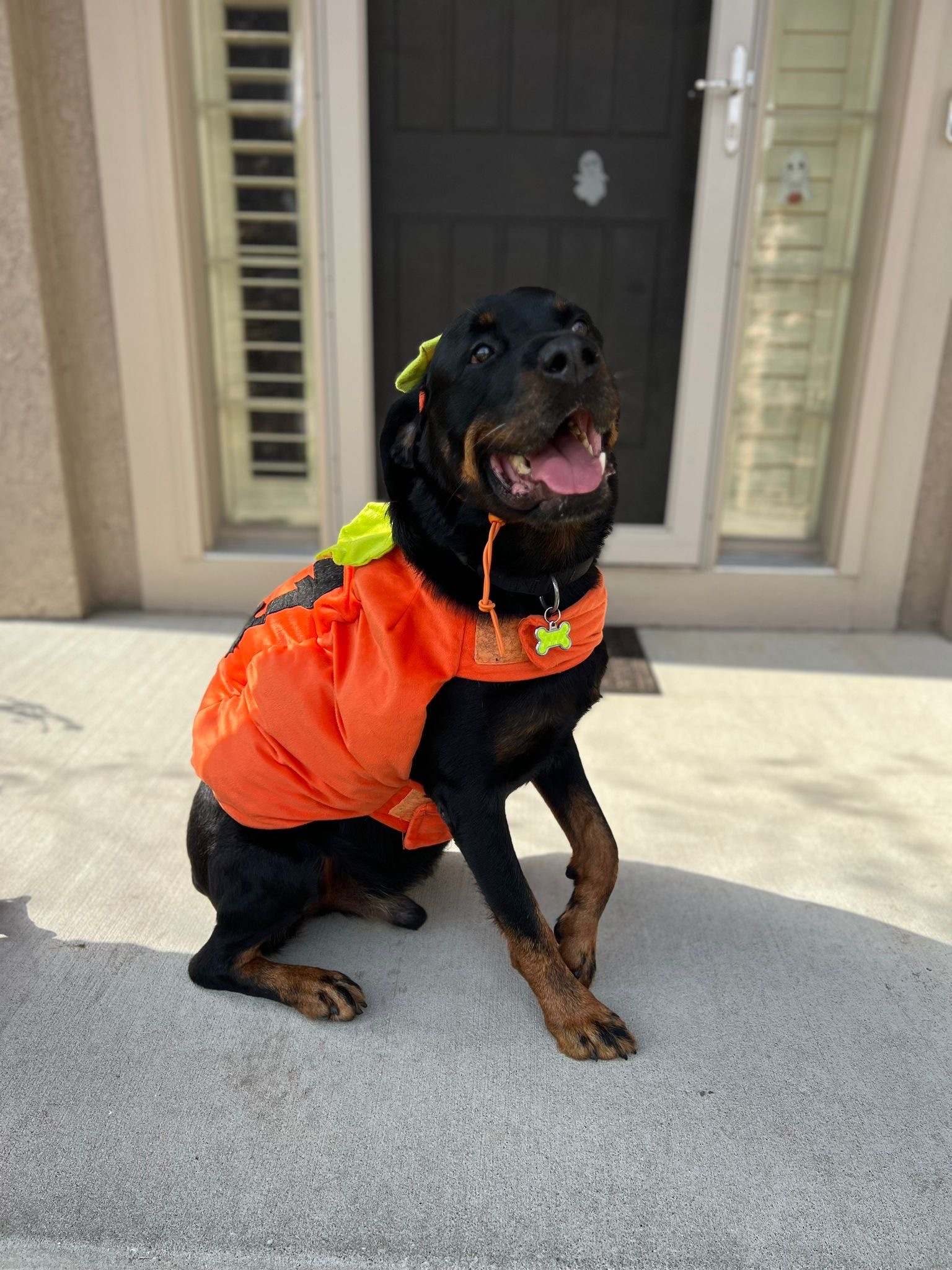 Chapo, an adoptable Rottweiler in Lincoln, NE, 68506 | Photo Image 2