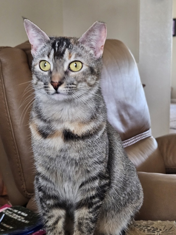 June, an adoptable Domestic Short Hair in Fort collins, CO, 80526 | Photo Image 1