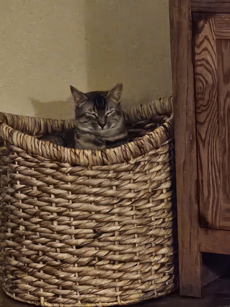 June, an adoptable Domestic Short Hair in Fort collins, CO, 80526 | Photo Image 4