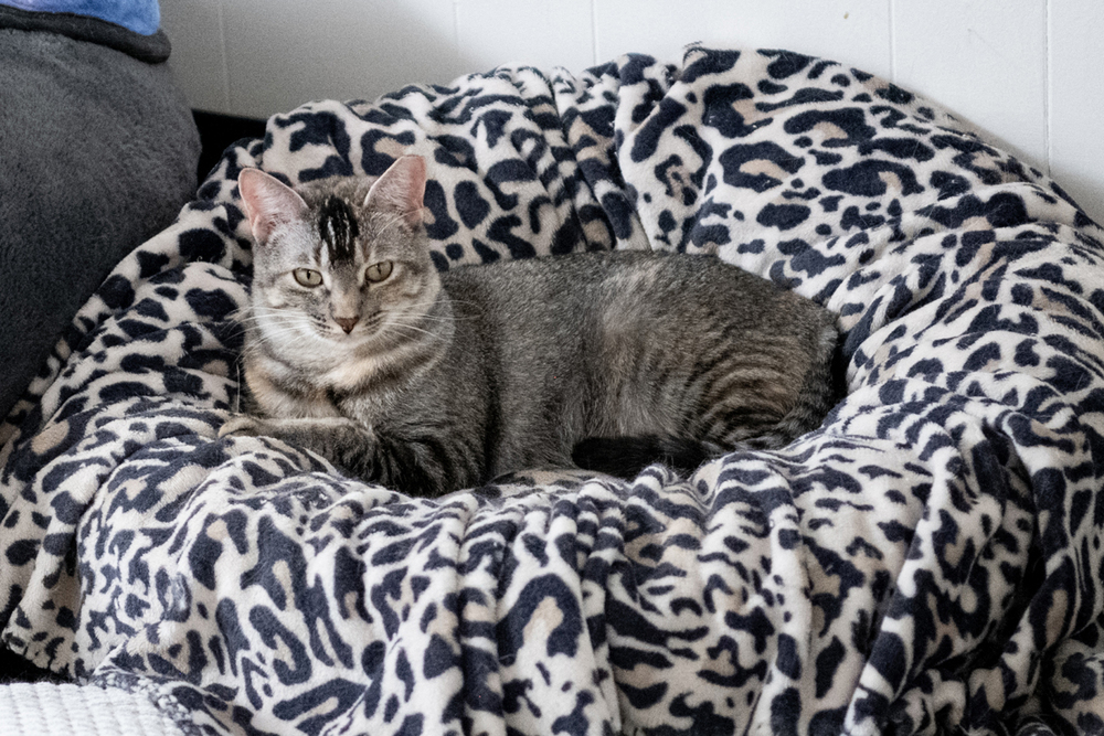 June, an adoptable Domestic Short Hair in Fort collins, CO, 80526 | Photo Image 5