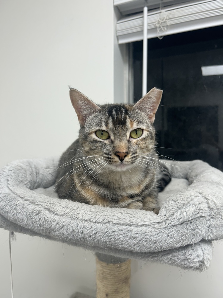 June, an adoptable Domestic Short Hair in Fort collins, CO, 80526 | Photo Image 6