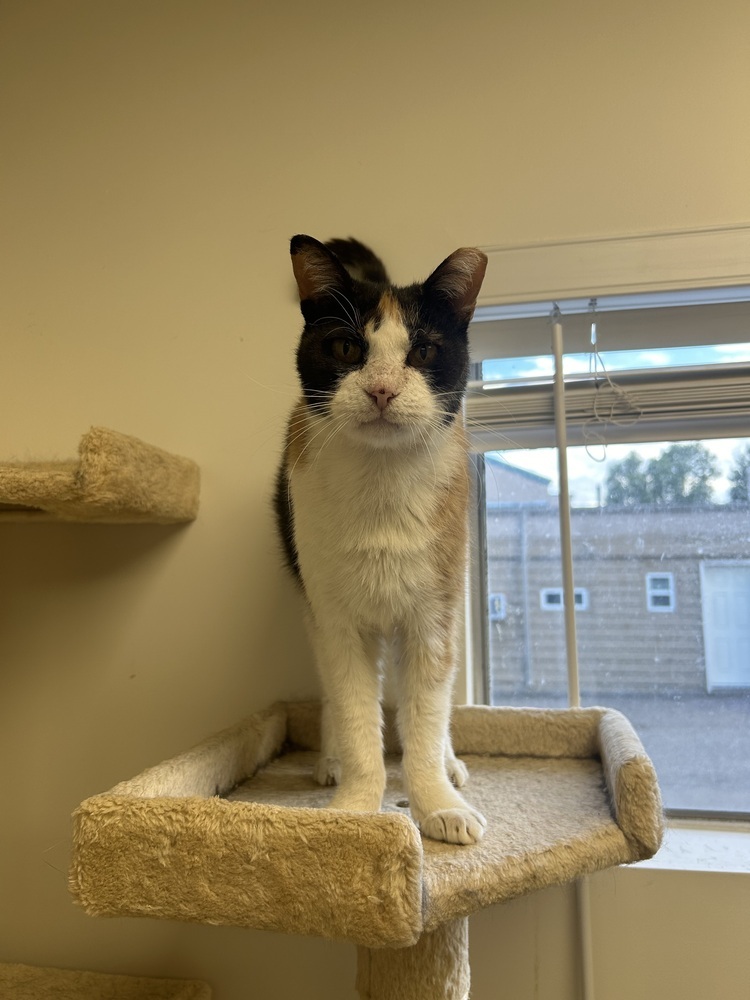 Bourg, an adoptable Domestic Short Hair in Fort collins, CO, 80526 | Photo Image 1