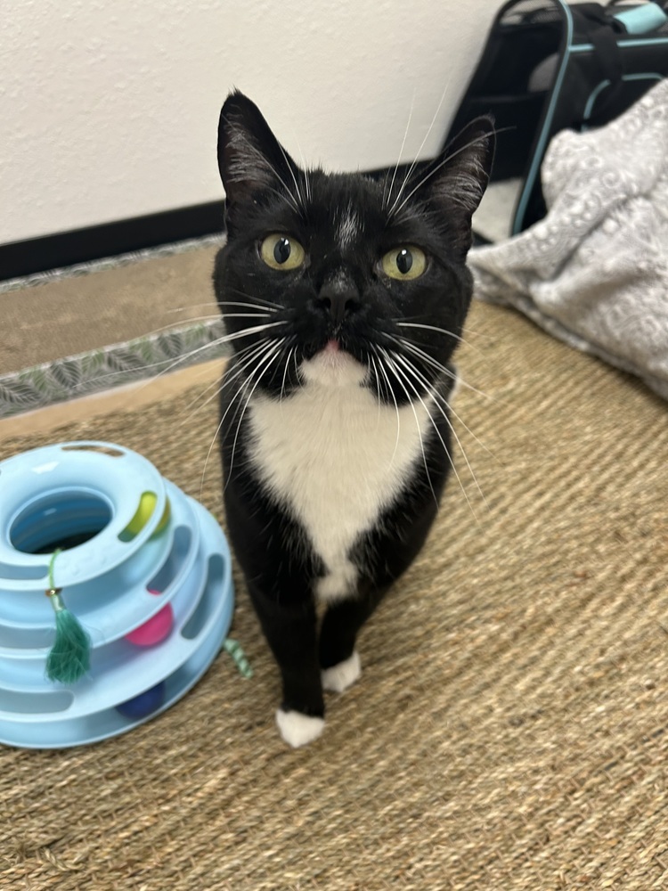 Vee, an adoptable Domestic Short Hair in Fort collins, CO, 80526 | Photo Image 2