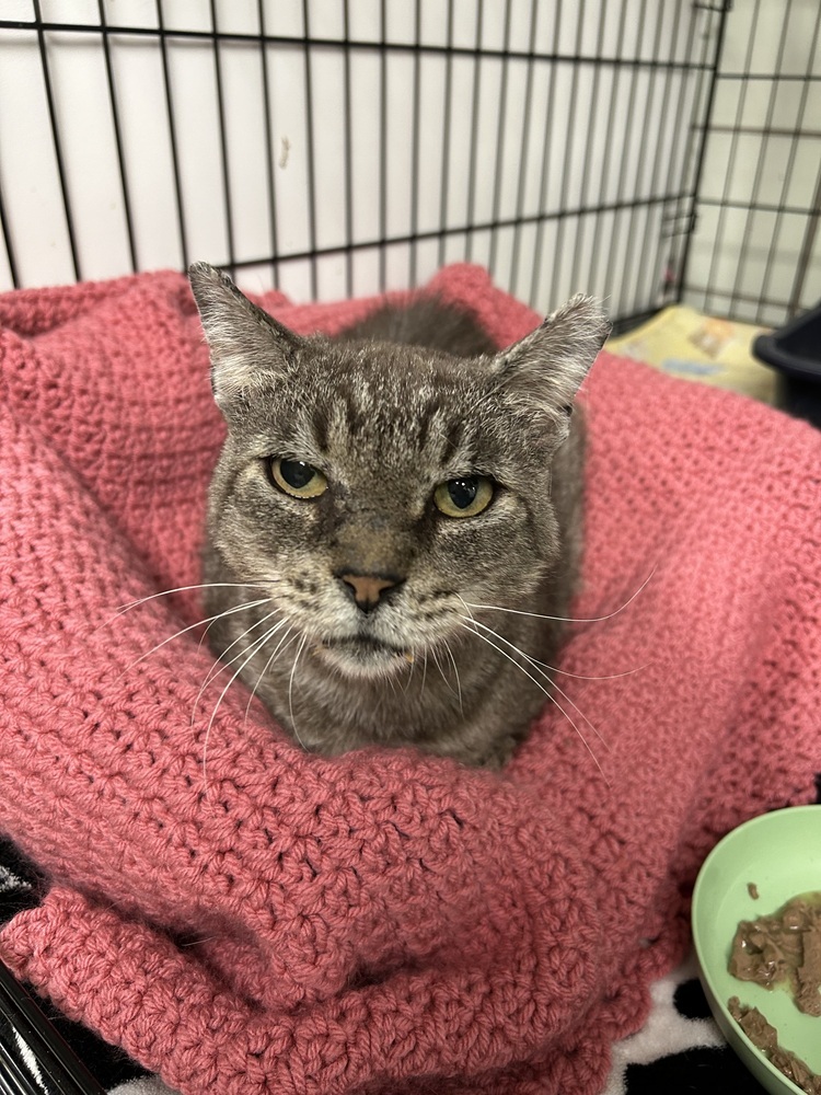 Grump, an adoptable Domestic Short Hair in Fort collins, CO, 80526 | Photo Image 3