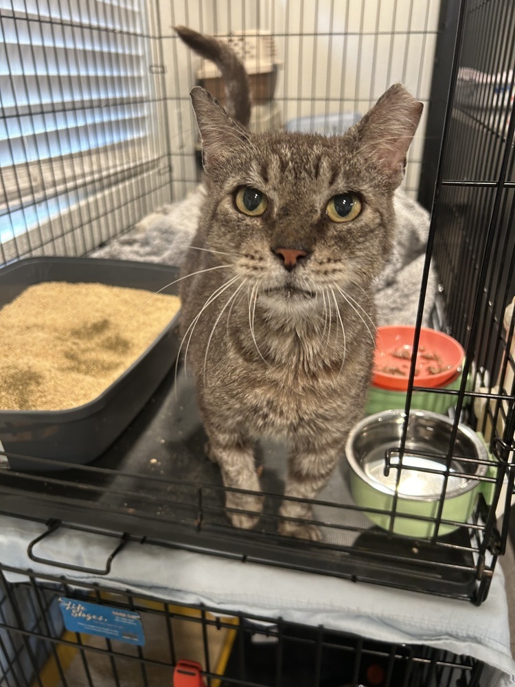 Grump, an adoptable Domestic Short Hair in Fort collins, CO, 80526 | Photo Image 4