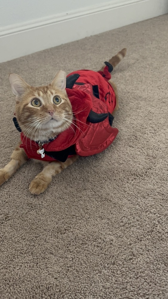 Harley, an adoptable Domestic Short Hair in Fort collins, CO, 80526 | Photo Image 4