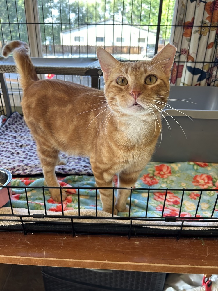 Harley, an adoptable Domestic Short Hair in Fort collins, CO, 80526 | Photo Image 6