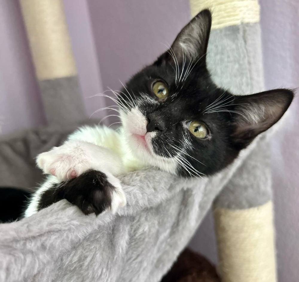 Twinkle Toes, an adoptable Domestic Short Hair in Fort collins, CO, 80526 | Photo Image 2