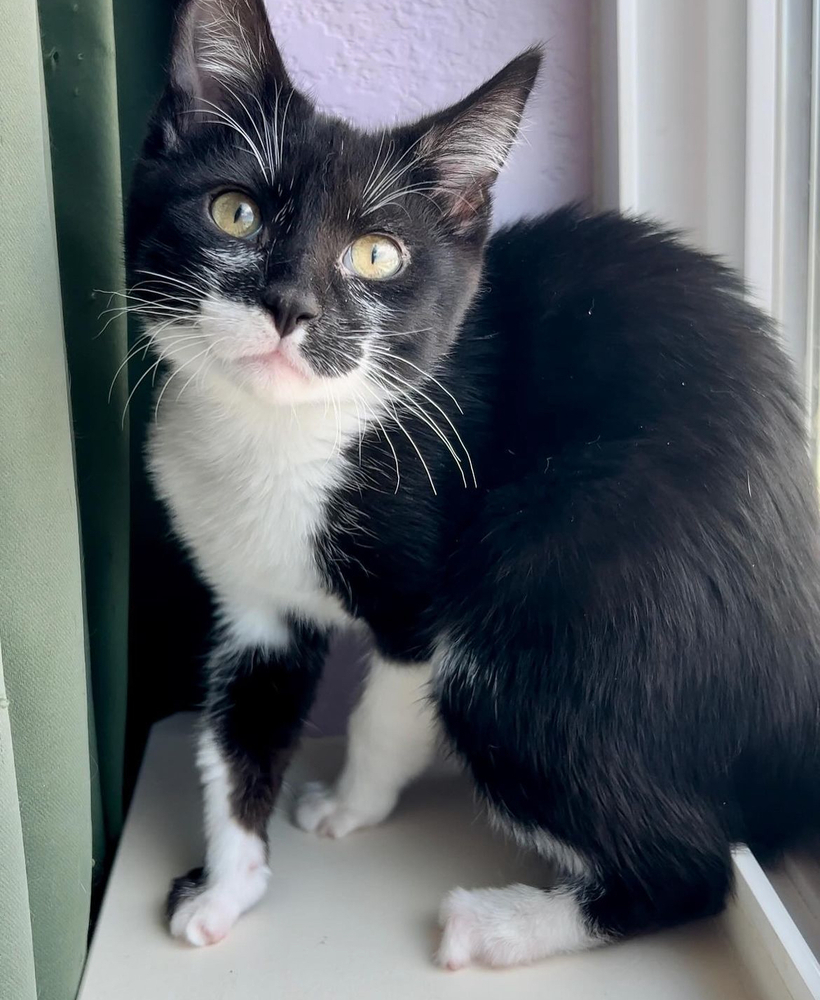 Twinkle Toes, an adoptable Domestic Short Hair in Fort collins, CO, 80526 | Photo Image 3