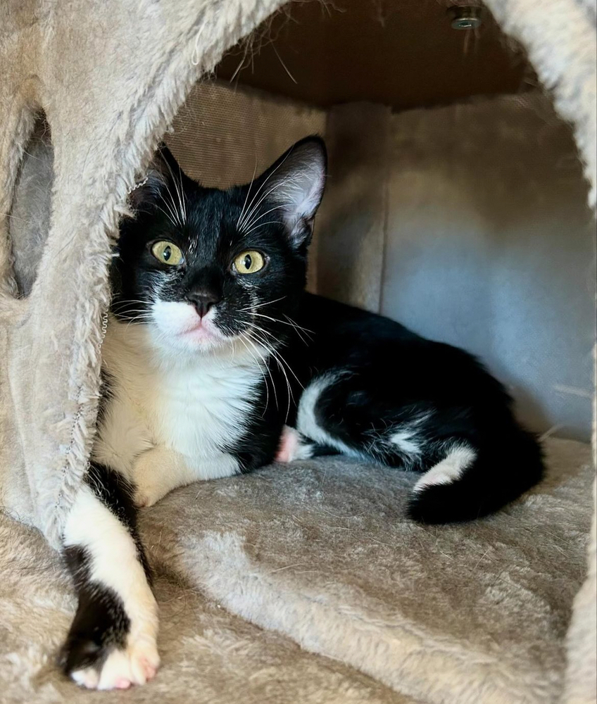 Twinkle Toes, an adoptable Domestic Short Hair in Fort collins, CO, 80526 | Photo Image 4