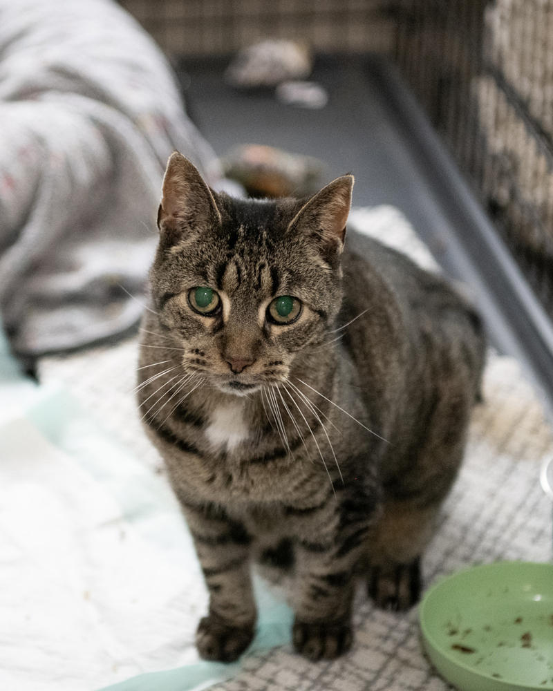 LeeLoo, an adoptable Domestic Short Hair in Fort collins, CO, 80526 | Photo Image 1