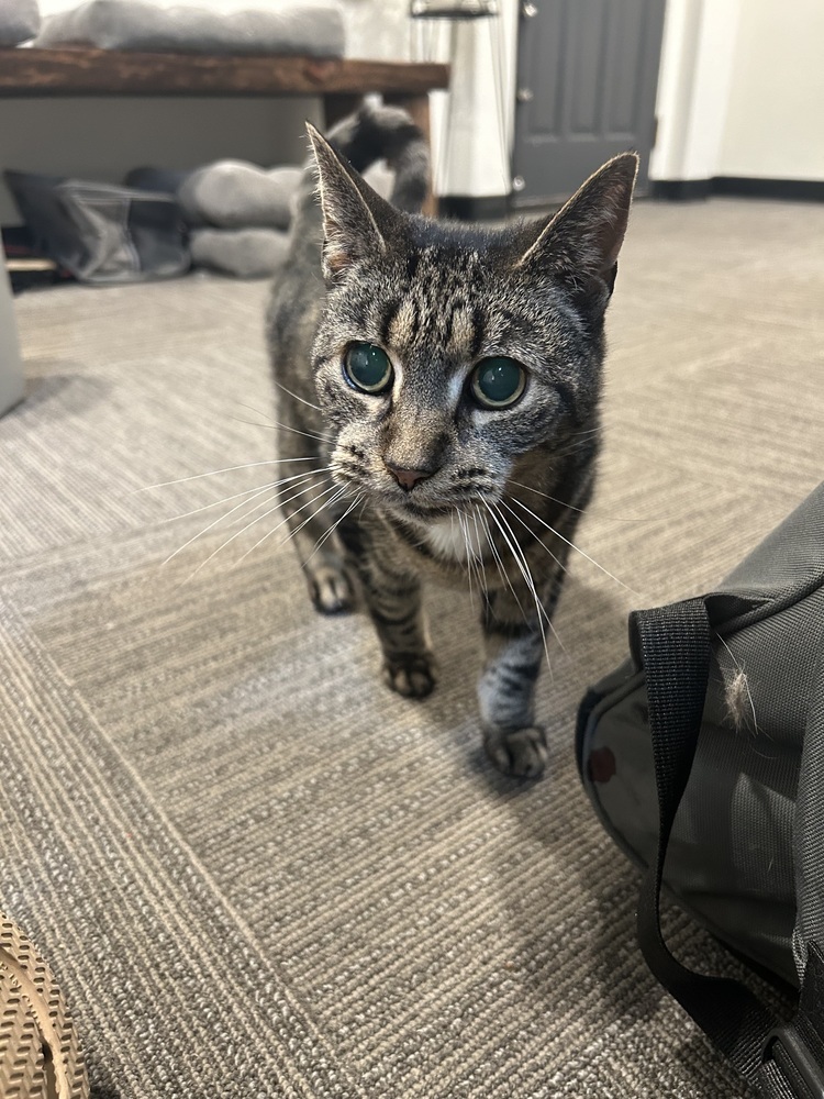 LeeLoo, an adoptable Domestic Short Hair in Fort collins, CO, 80526 | Photo Image 4