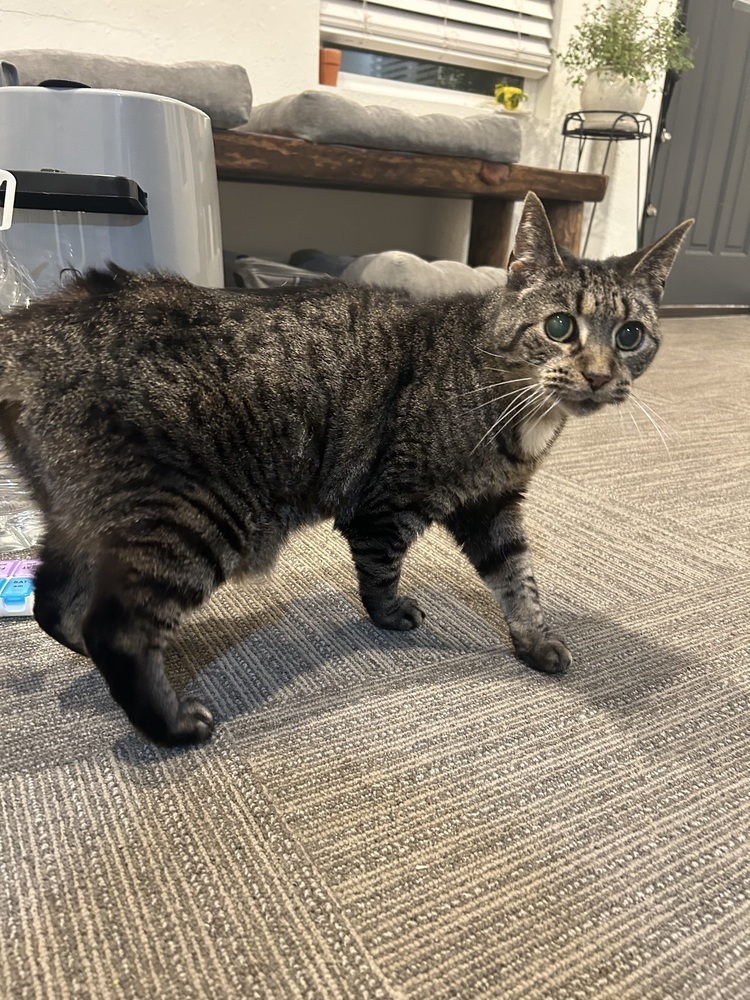 LeeLoo, an adoptable Domestic Short Hair in Fort collins, CO, 80526 | Photo Image 5