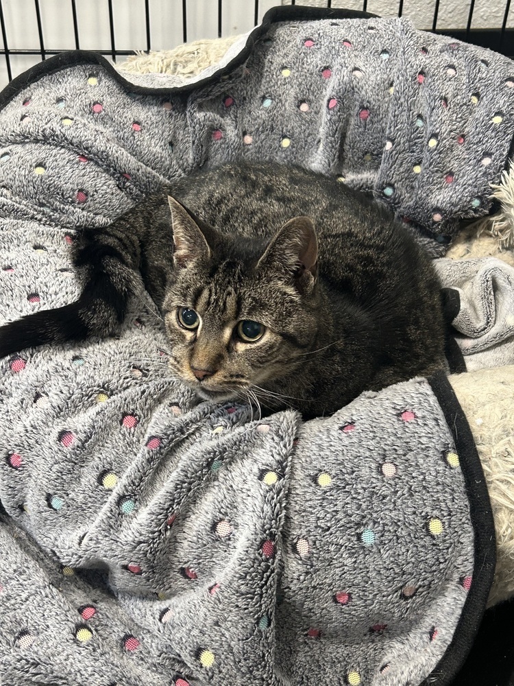 LeeLoo, an adoptable Domestic Short Hair in Fort collins, CO, 80526 | Photo Image 6