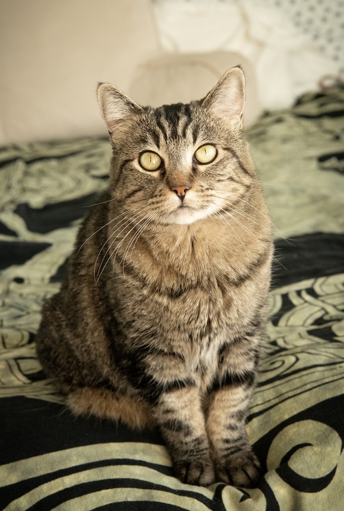 Mosey, an adoptable Domestic Short Hair in Fort collins, CO, 80526 | Photo Image 1