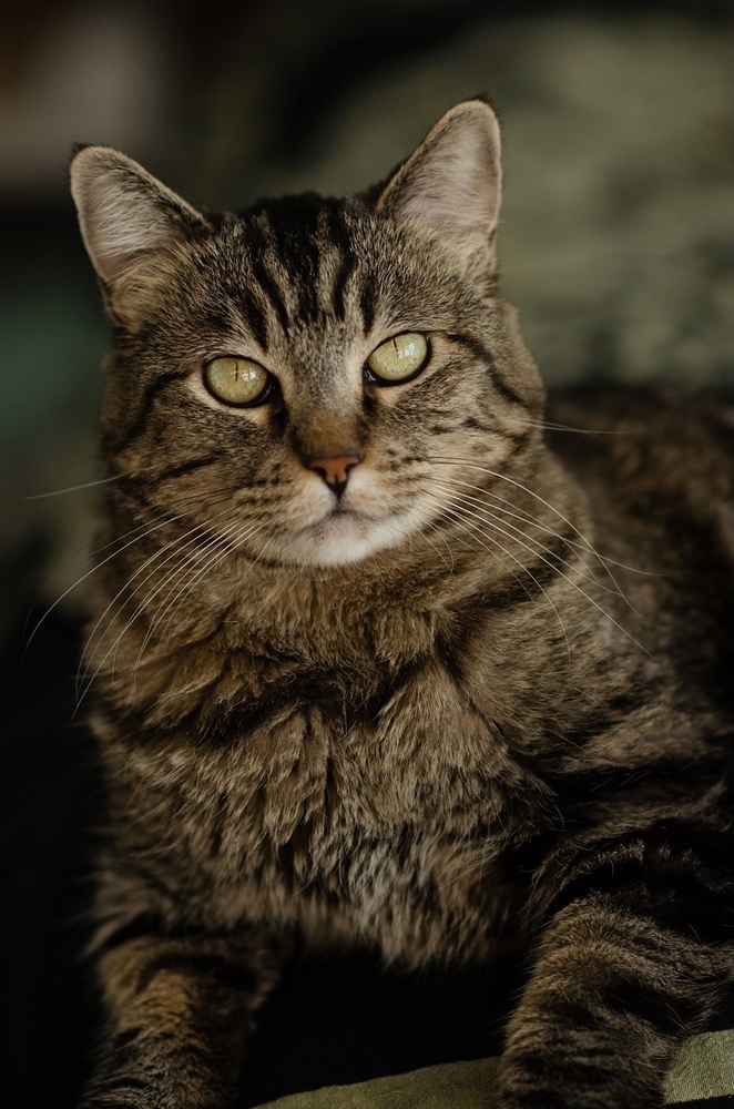 Mosey, an adoptable Domestic Short Hair in Fort collins, CO, 80526 | Photo Image 3