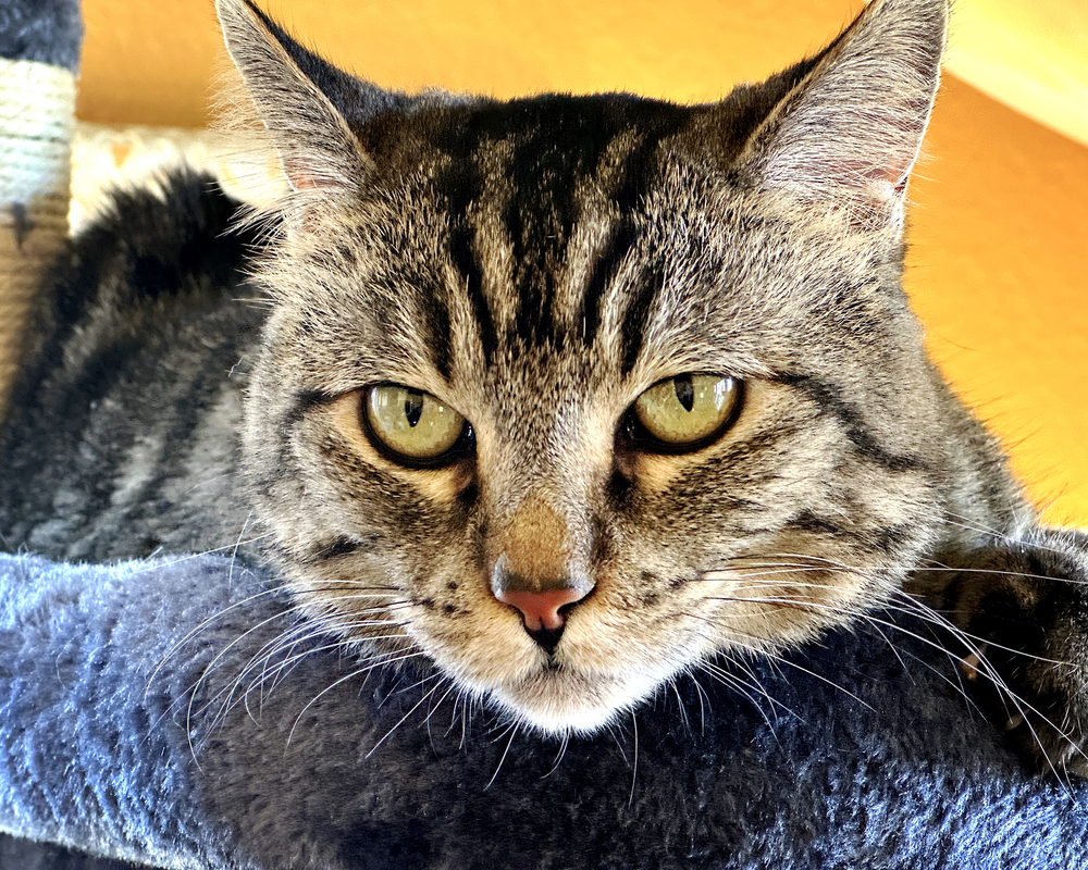 Mosey, an adoptable Domestic Short Hair in Fort collins, CO, 80526 | Photo Image 4