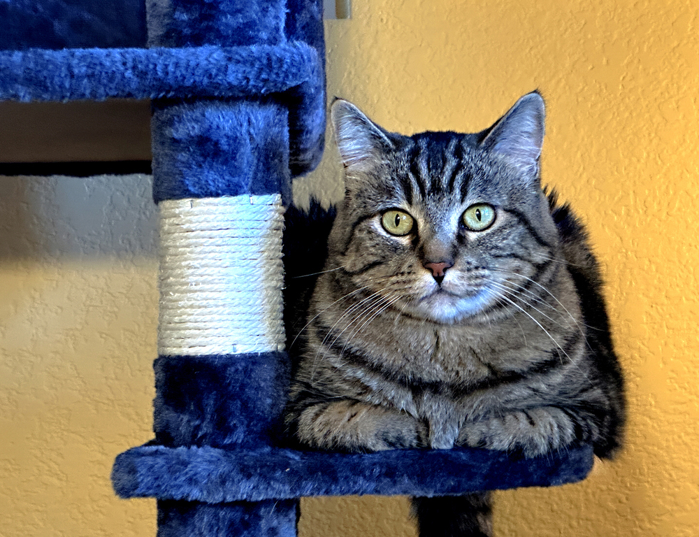 Mosey, an adoptable Domestic Short Hair in Fort collins, CO, 80526 | Photo Image 5