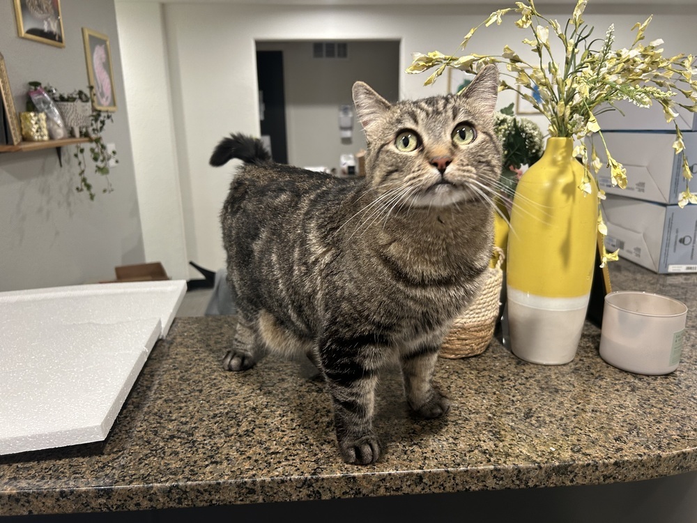 Mosey, an adoptable Domestic Short Hair in Fort collins, CO, 80526 | Photo Image 6