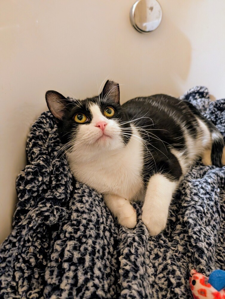 Dill, an adoptable Domestic Short Hair in Fort collins, CO, 80526 | Photo Image 4