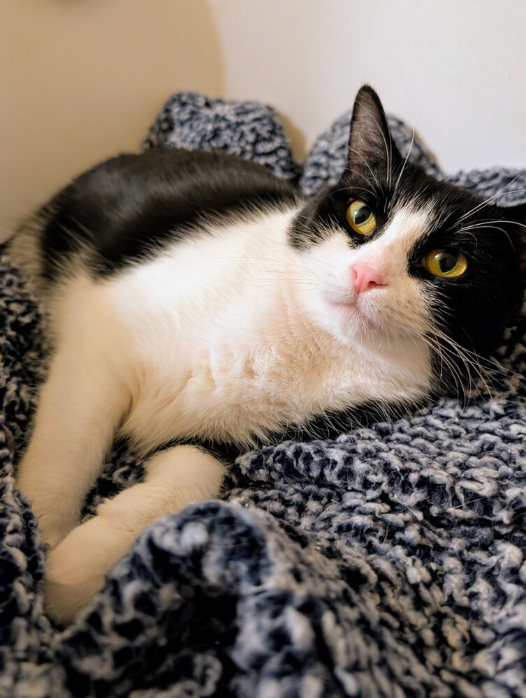 Dill, an adoptable Domestic Short Hair in Fort collins, CO, 80526 | Photo Image 5