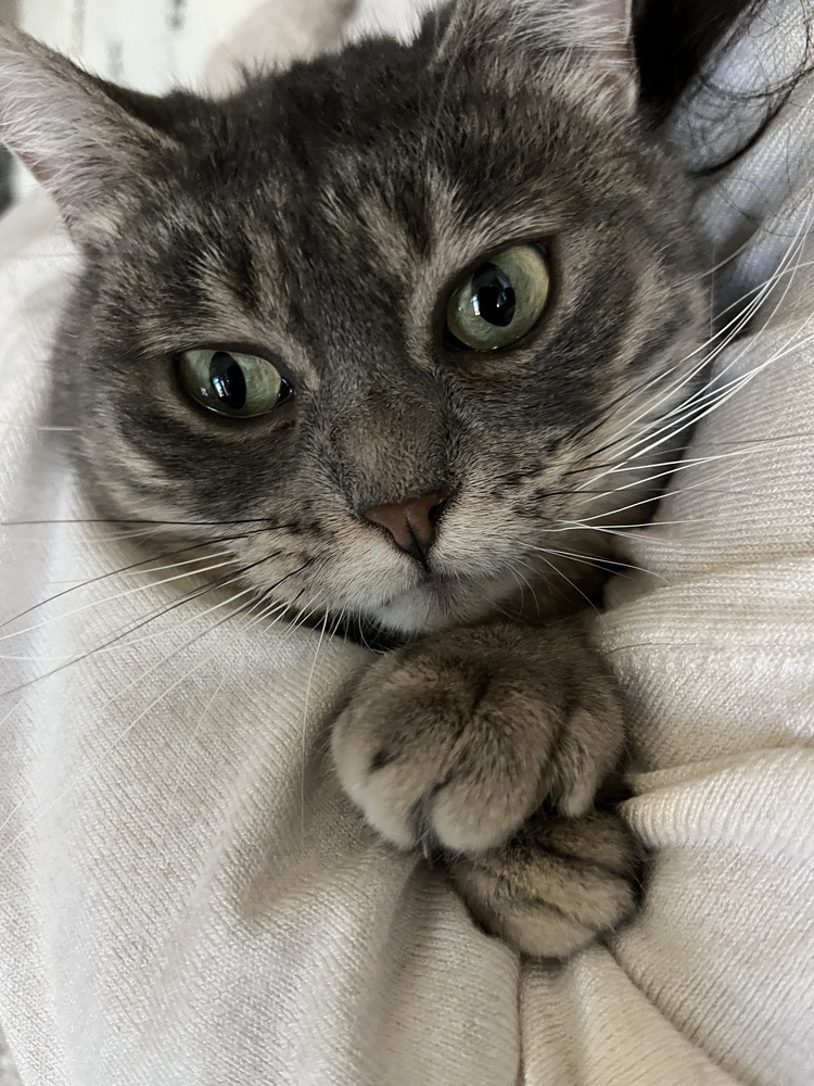 Catniss, an adoptable Exotic Shorthair, Domestic Short Hair in Fort collins, CO, 80526 | Photo Image 1