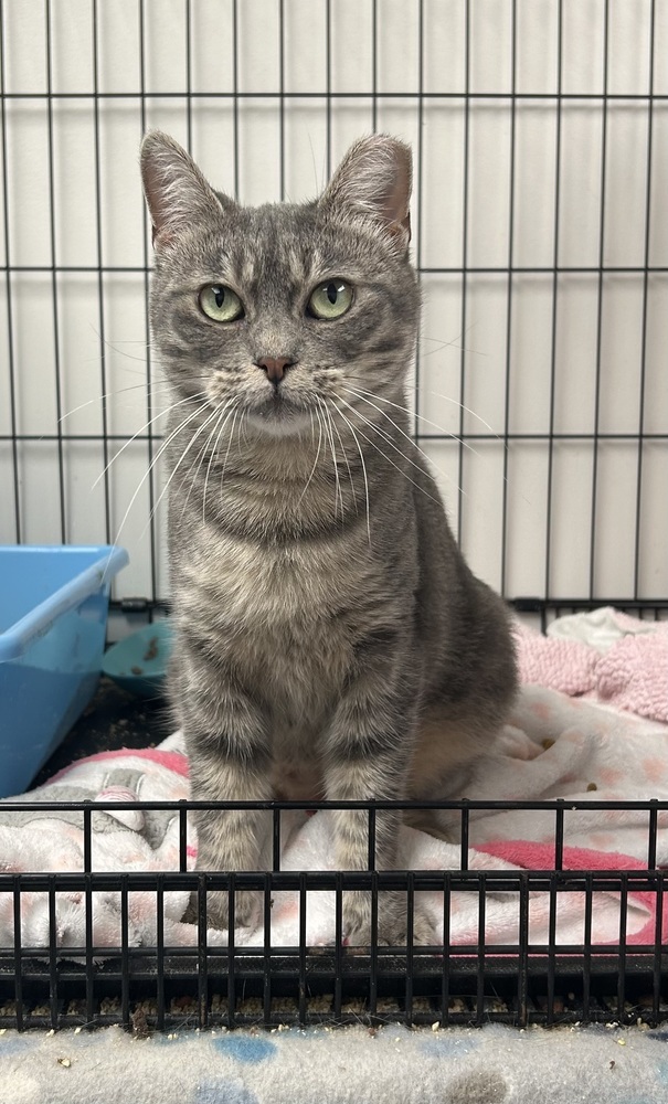 Catniss, an adoptable Exotic Shorthair, Domestic Short Hair in Fort collins, CO, 80526 | Photo Image 3