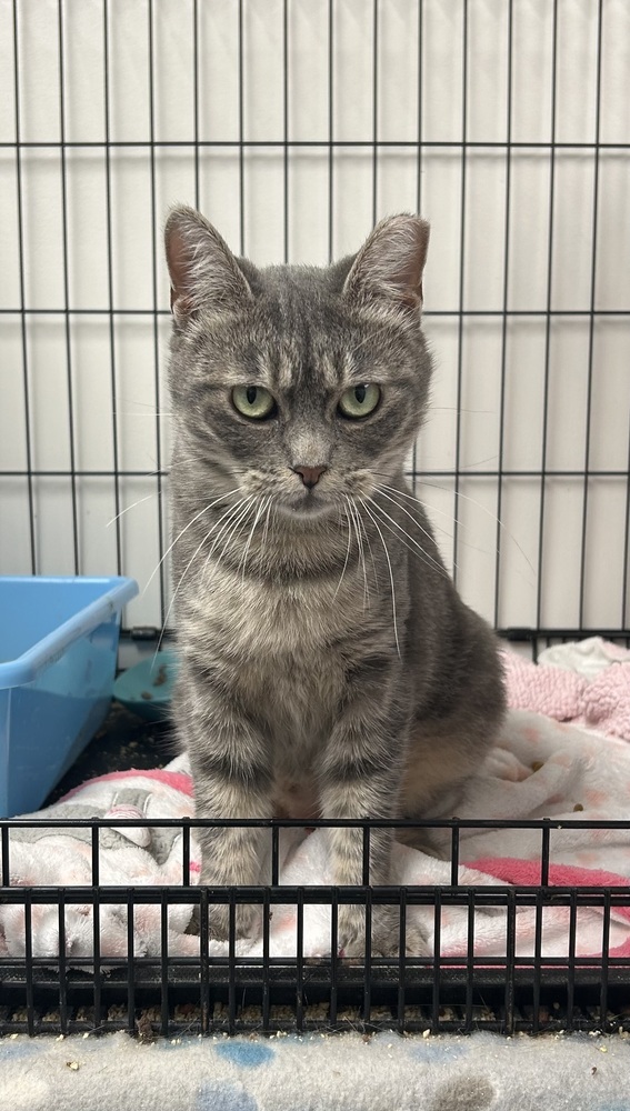 Catniss, an adoptable Exotic Shorthair, Domestic Short Hair in Fort collins, CO, 80526 | Photo Image 4