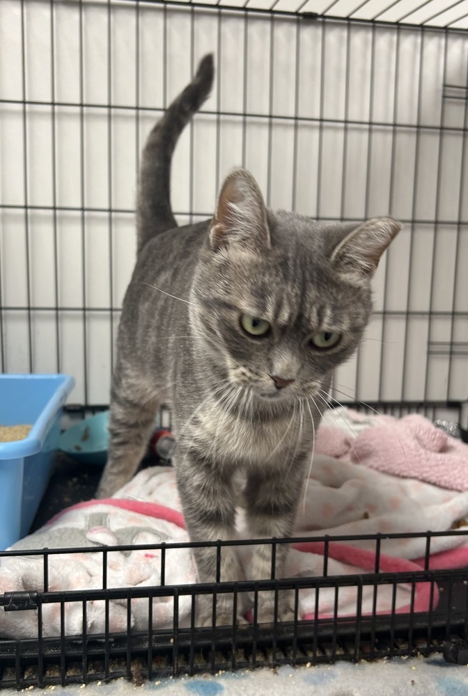 Catniss, an adoptable Exotic Shorthair, Domestic Short Hair in Fort collins, CO, 80526 | Photo Image 5