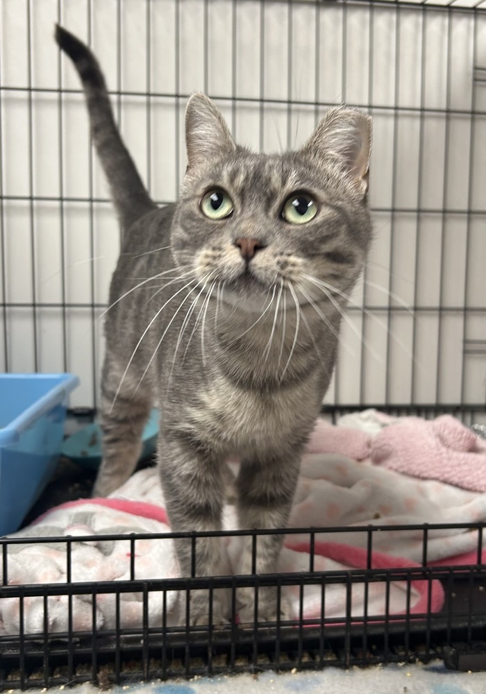 Catniss, an adoptable Exotic Shorthair, Domestic Short Hair in Fort collins, CO, 80526 | Photo Image 6