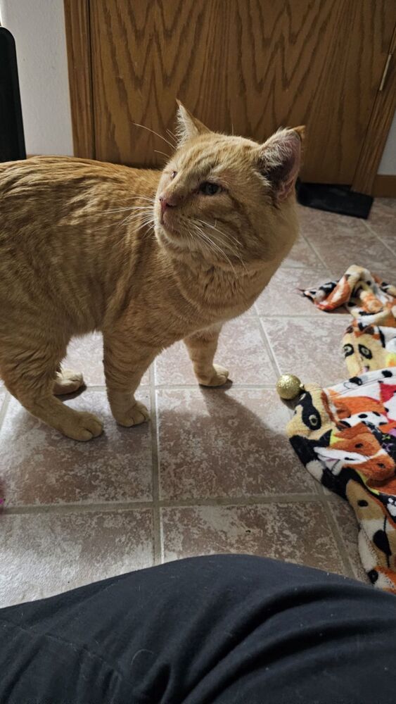 Gus Gus, an adoptable Domestic Short Hair in Fort collins, CO, 80526 | Photo Image 2