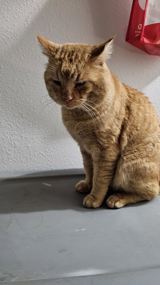 Gus Gus, an adoptable Domestic Short Hair in Fort collins, CO, 80526 | Photo Image 3