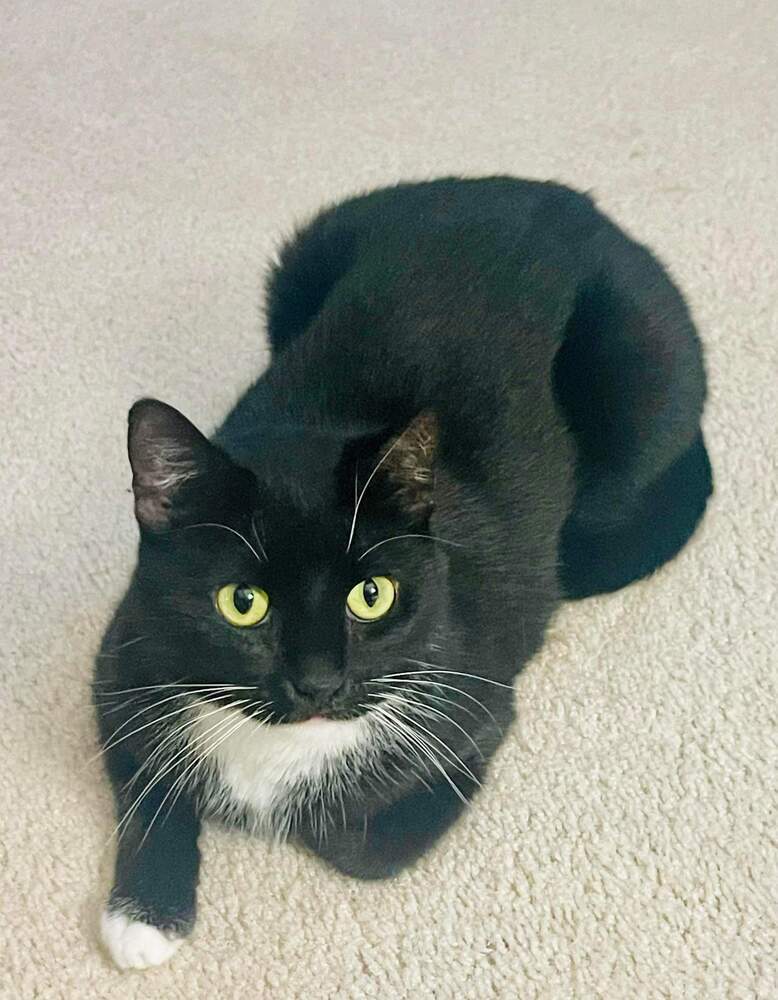 Teddy, an adoptable Domestic Short Hair in Bossier City, LA, 71111 | Photo Image 1