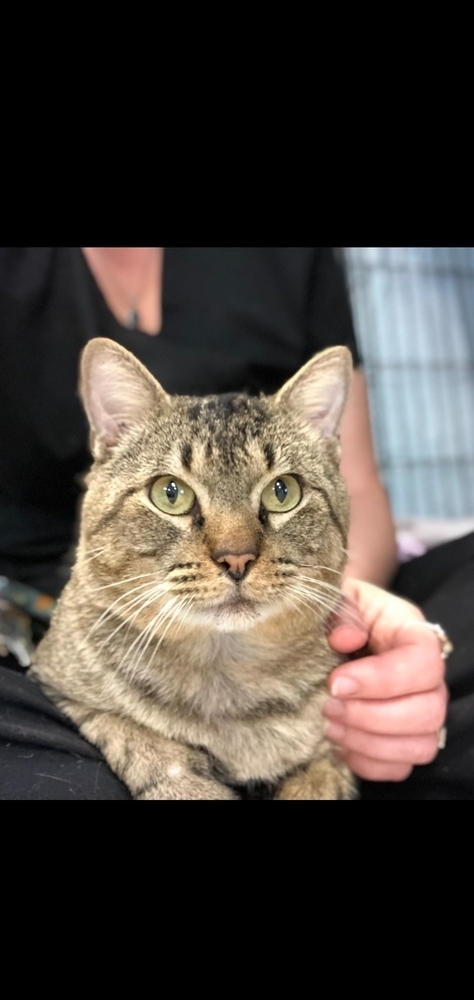 Turtle, an adoptable Domestic Short Hair in Bossier City, LA, 71111 | Photo Image 1