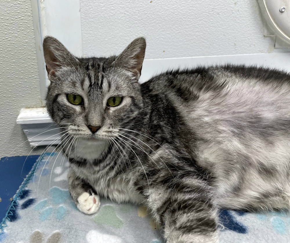 Zero, an adoptable Domestic Short Hair in Bossier City, LA, 71111 | Photo Image 1