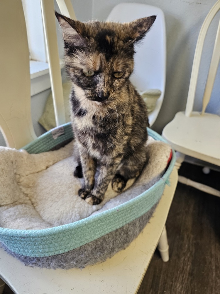 Claire, an adoptable Domestic Short Hair in Bossier City, LA, 71111 | Photo Image 1