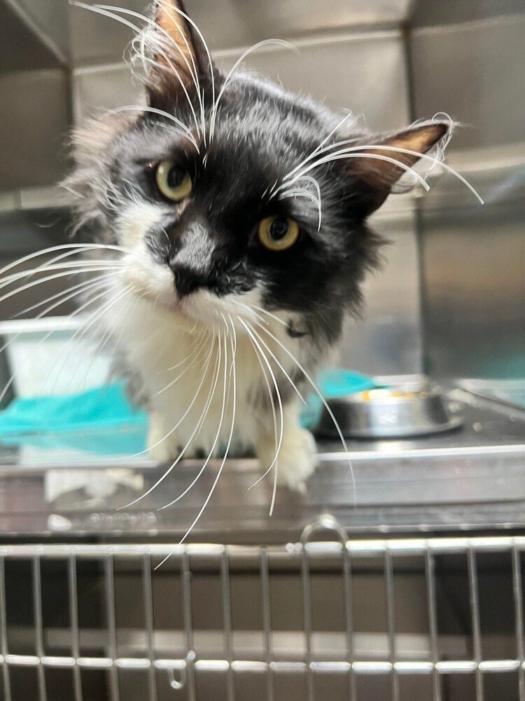 Patrick, an adoptable Domestic Long Hair in Bossier City, LA, 71111 | Photo Image 1