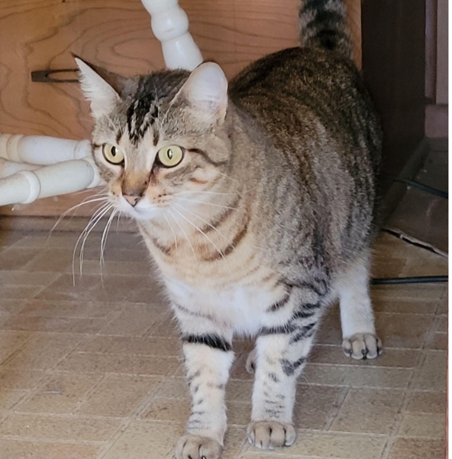 Jessie, an adoptable Domestic Short Hair in Bossier City, LA, 71111 | Photo Image 1